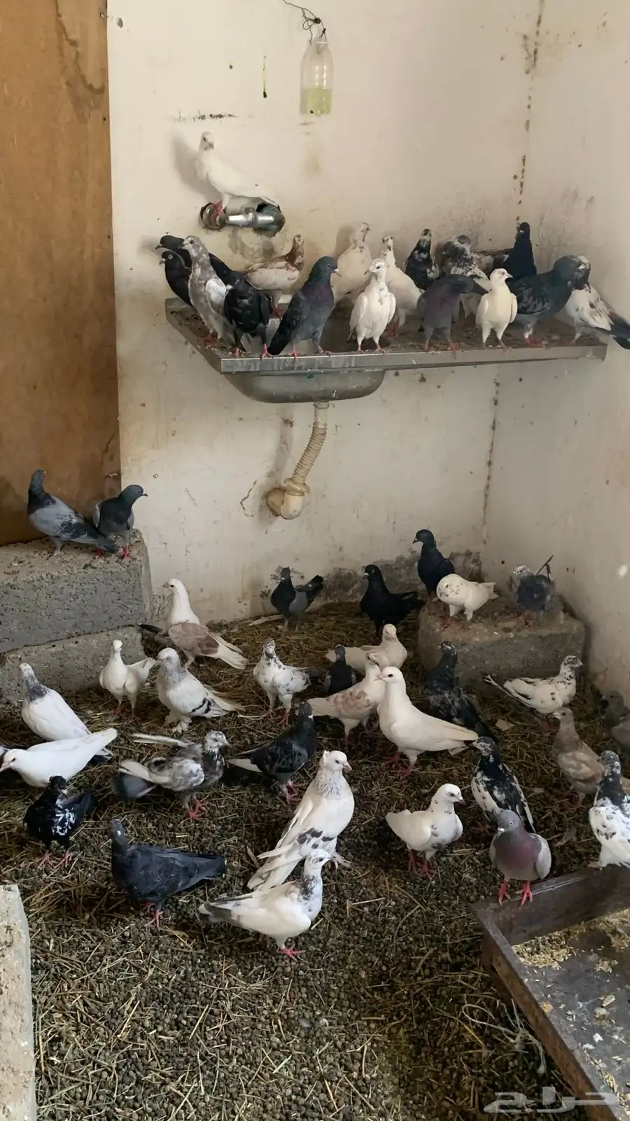 حمام مشكل index