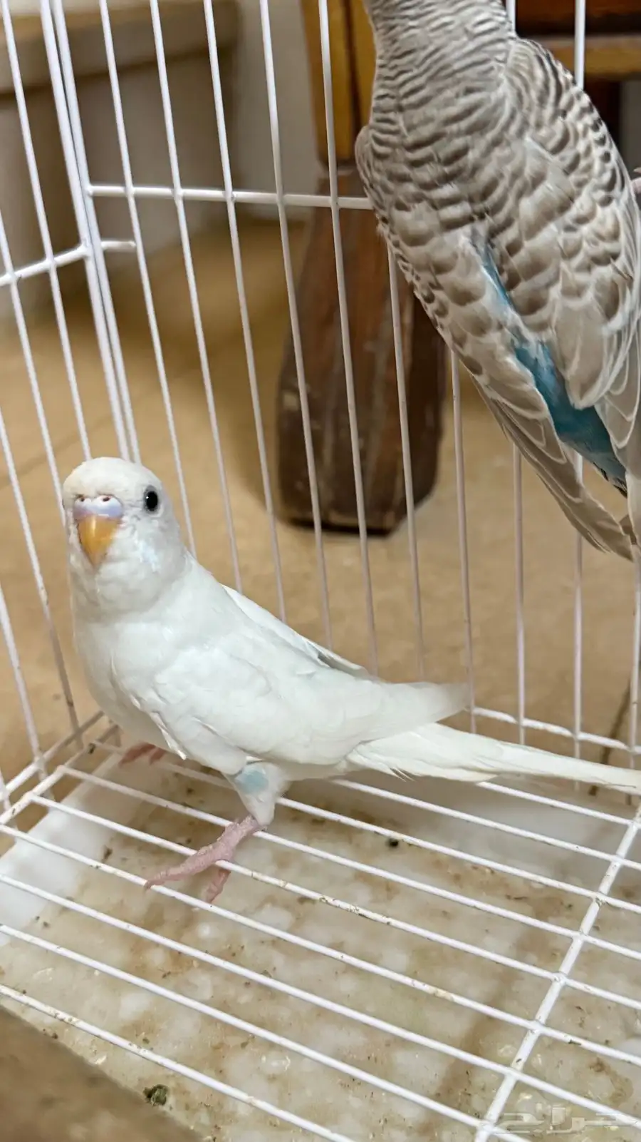 طيور بادجي 3