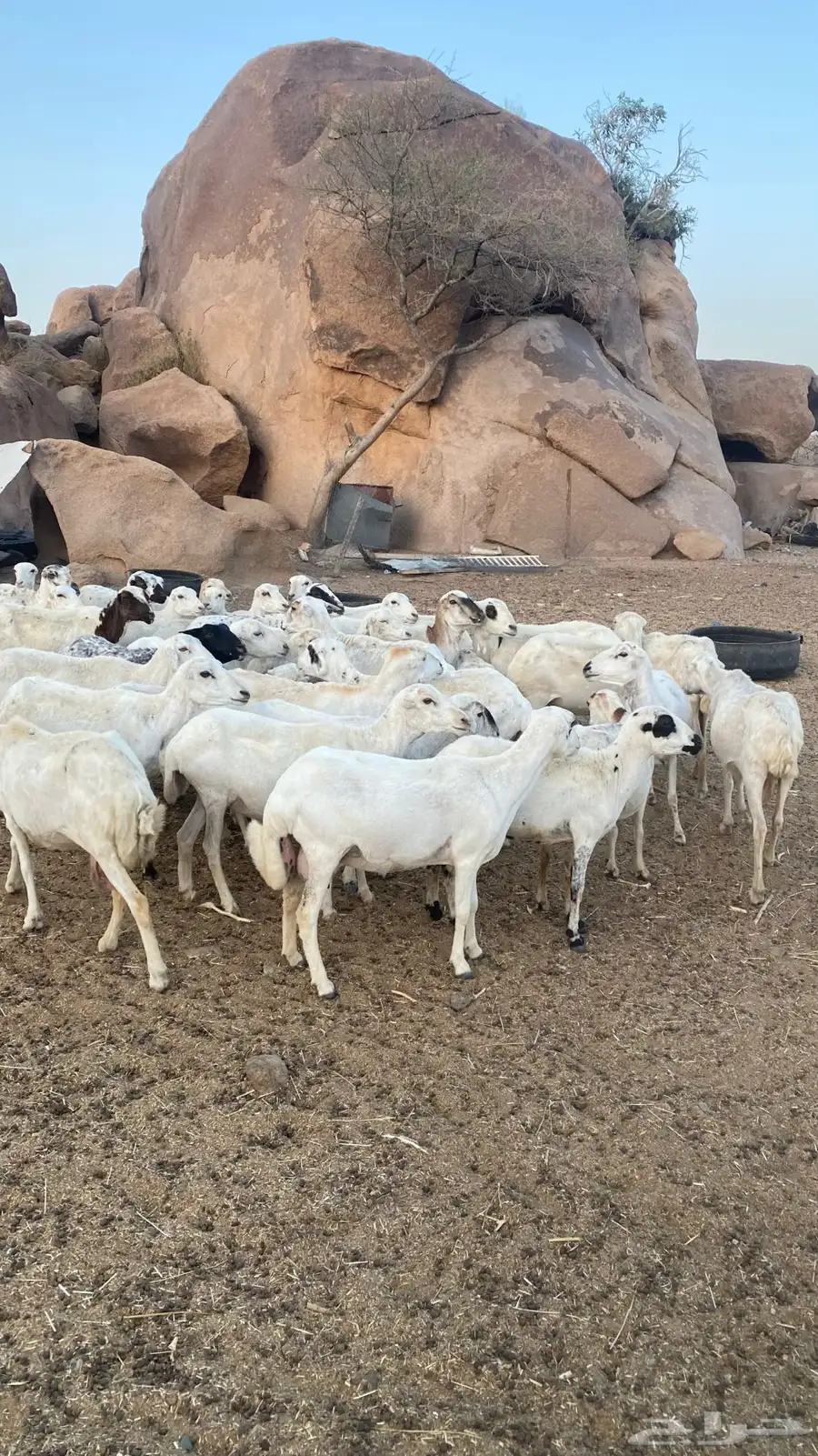 غنم رفيديات للبيع 40 شاه يتبعها 30 2