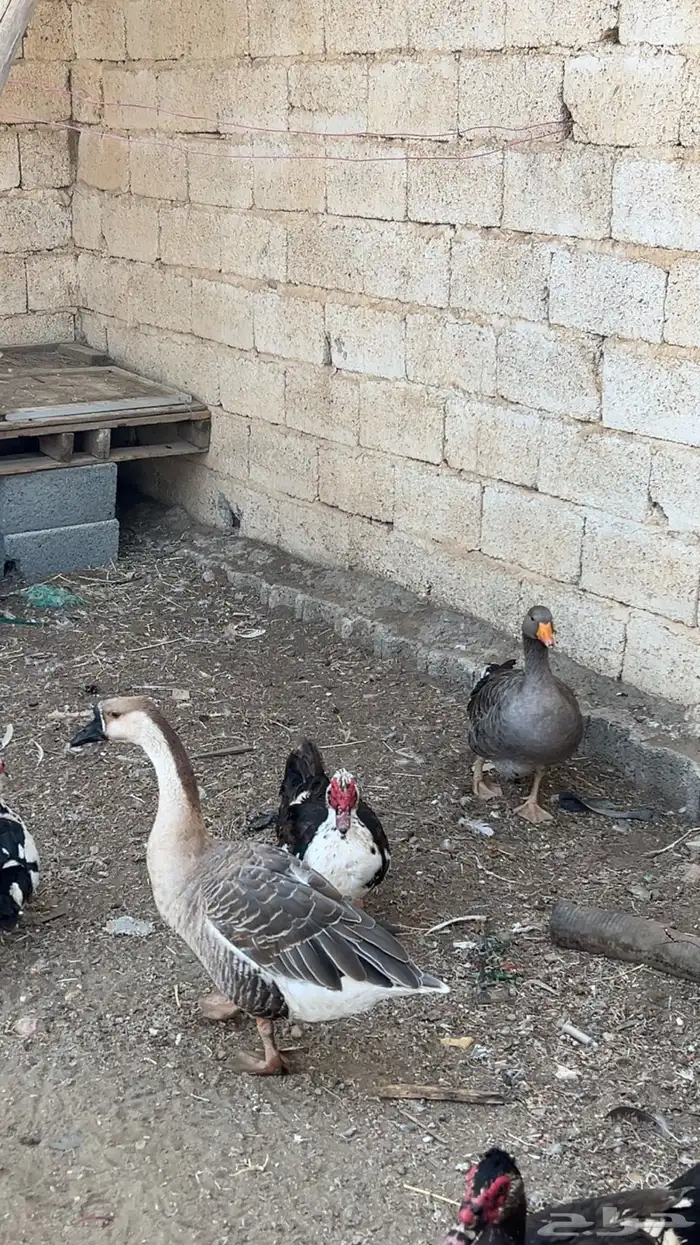 وز لبيع 1
