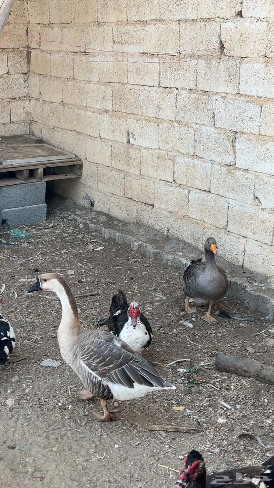 وز لبيع 1