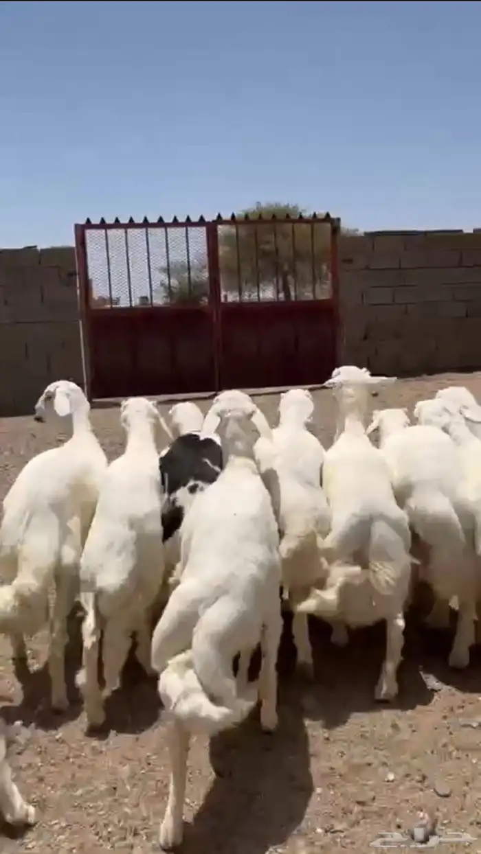 غنم جفو جبره 1