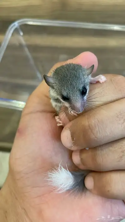 سناجب قزمة ( نوادر ) 0