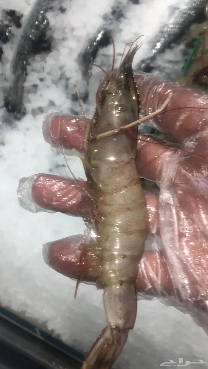 اسماك البحر 7