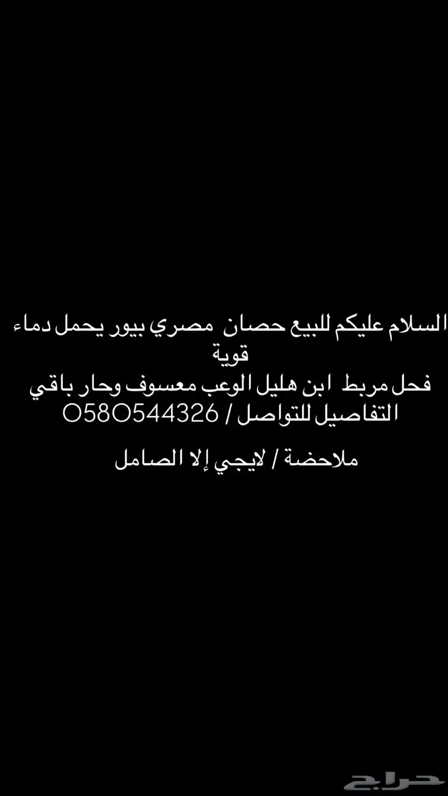 حصان مصري بيور 0