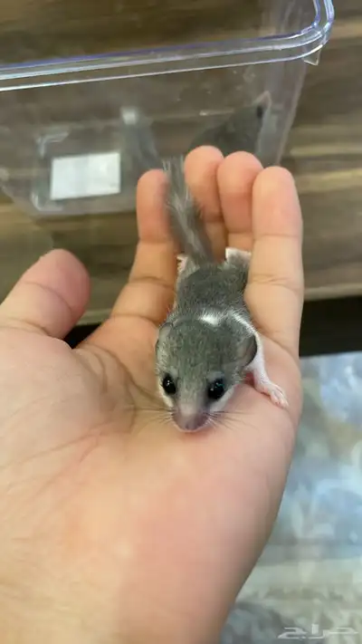 سناجب قزمة ( نوادر ) 7