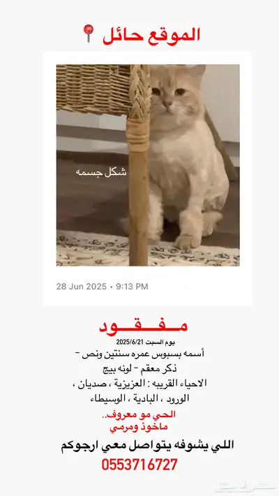 قط مفقود حائل 1