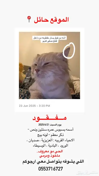 قط مفقود حائل 0