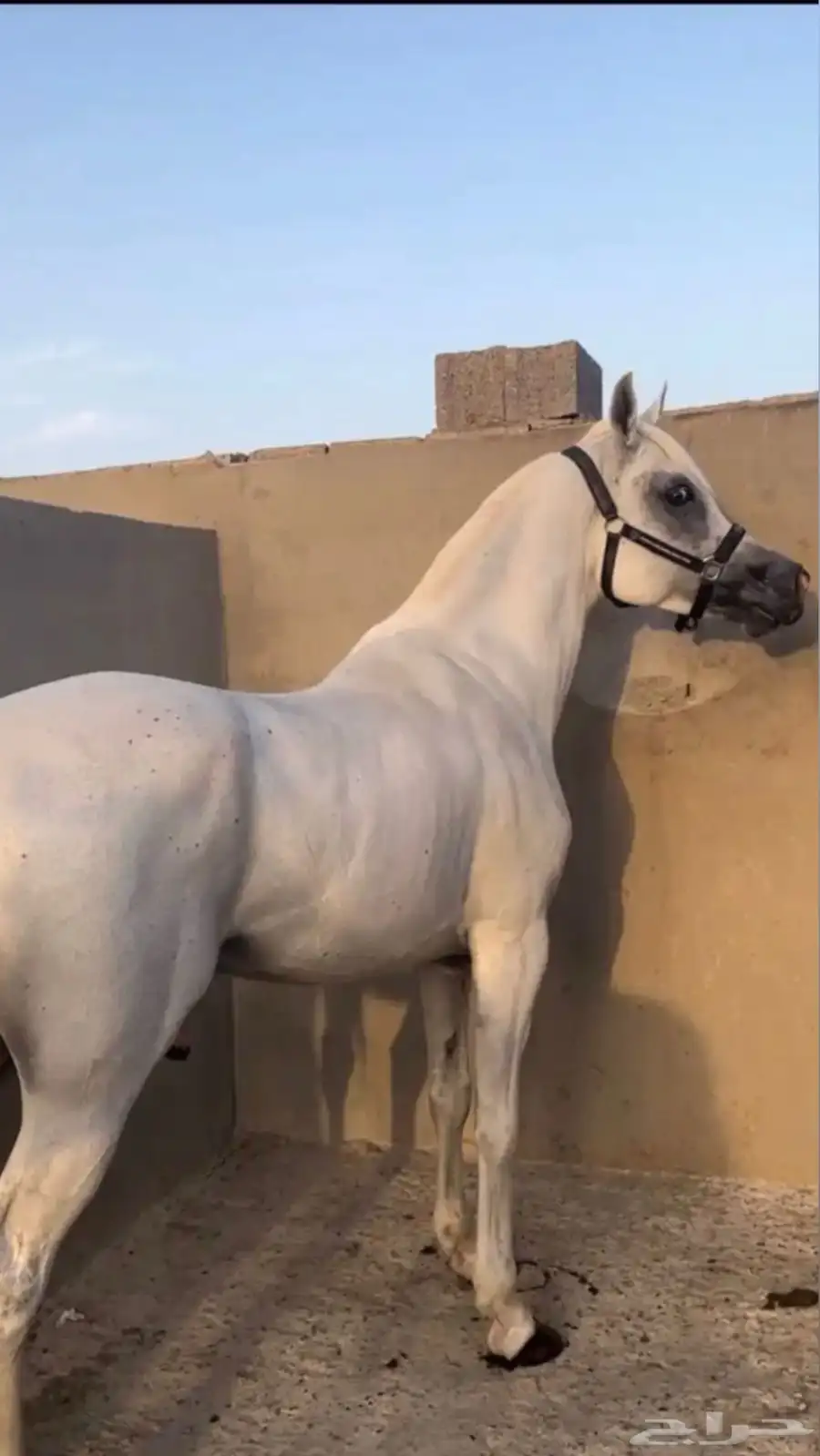 حصان مصري بيور 4