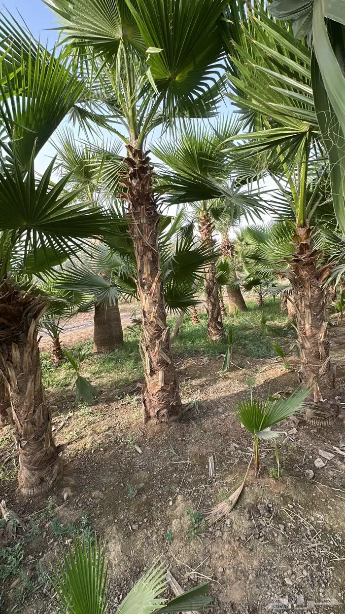 نخل واشنطونيا نخل زينه نخل للبيع 2