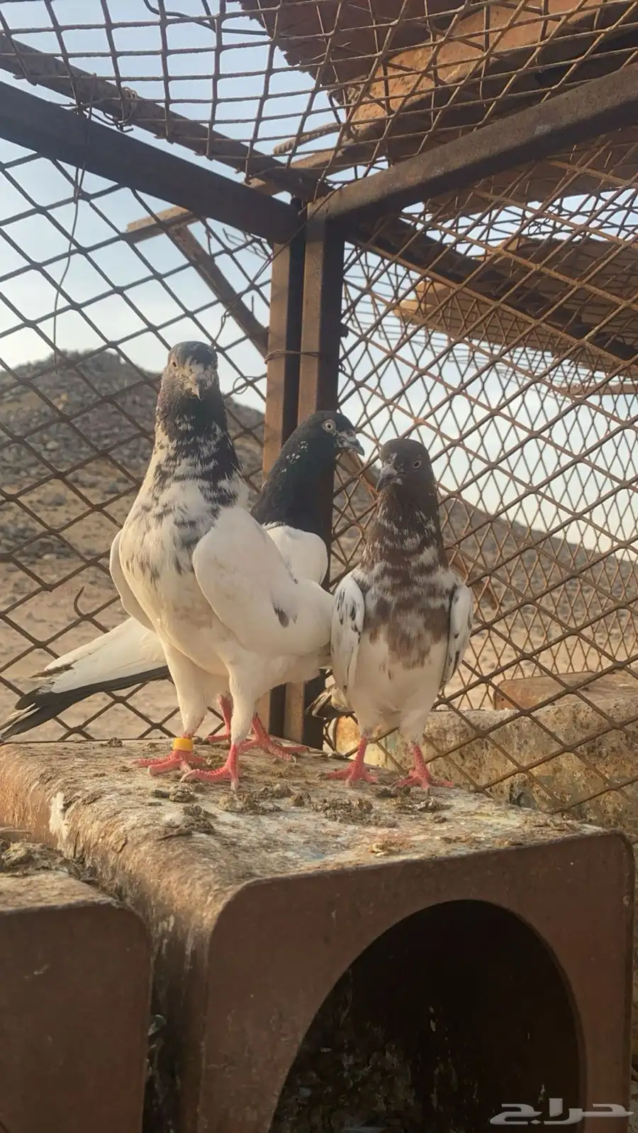 زوج حم ام باكستاني تيدي و جونسرا وأنثى لاكا 3