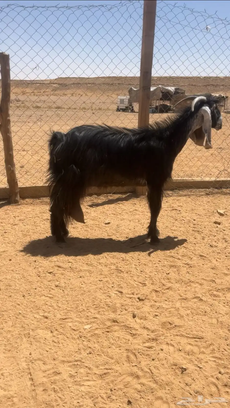عنز للبيع 0