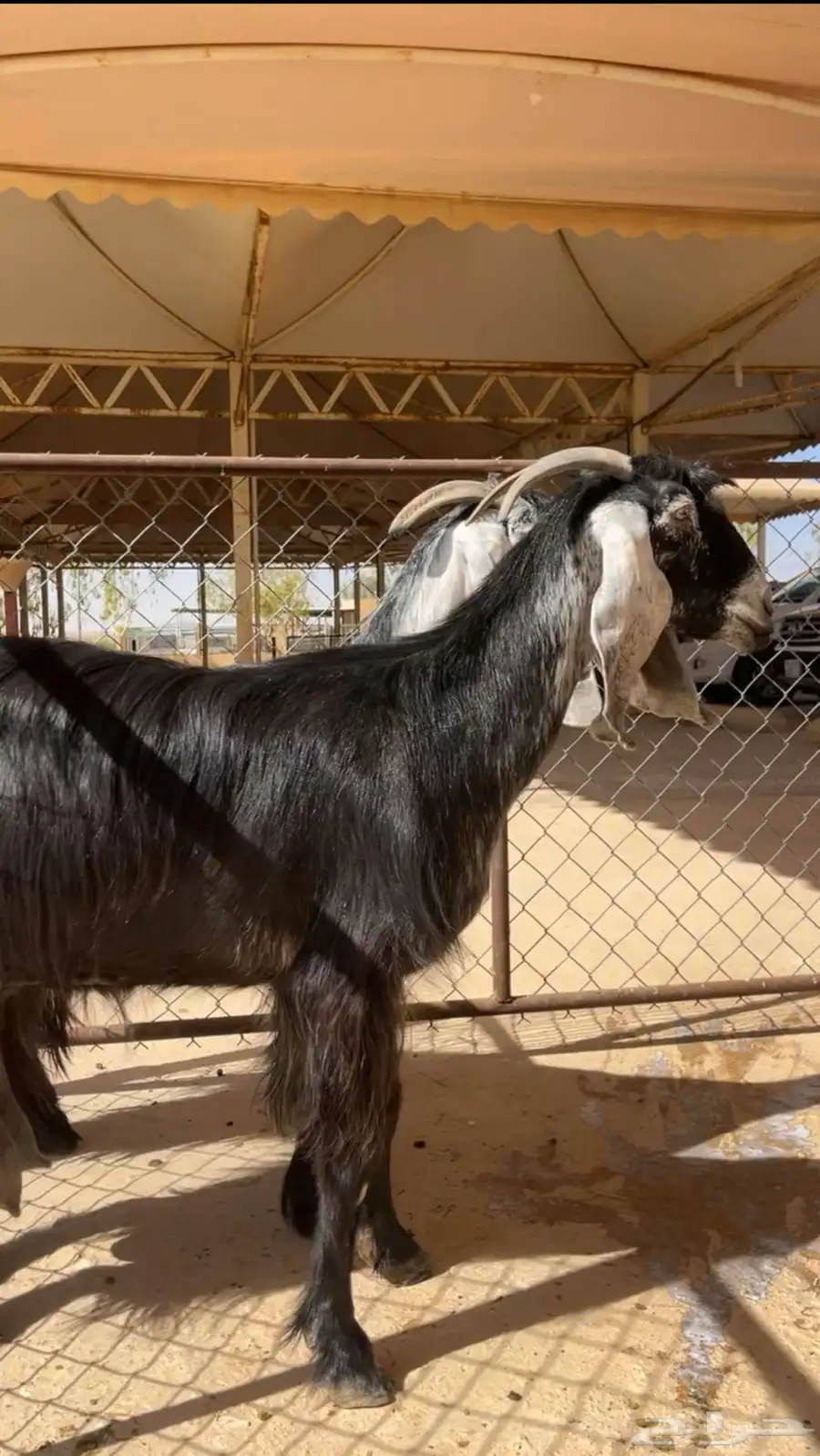 عنز للبيع 1