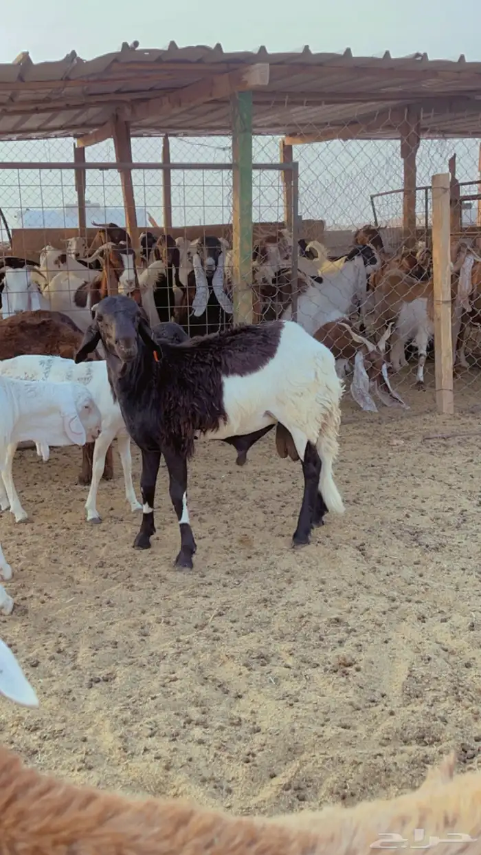 خرفان سواكن مرابي يوجد ذبح التوصيل 2