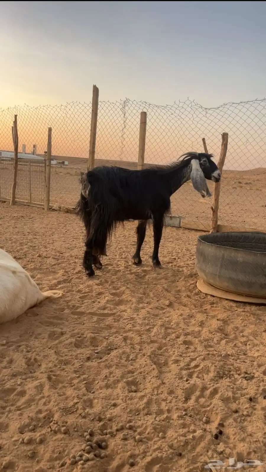 عنز للبيع 3