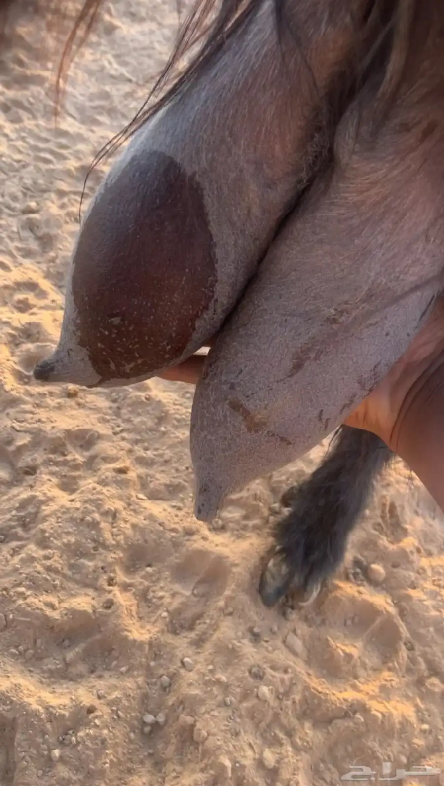 عنز للبيع 2