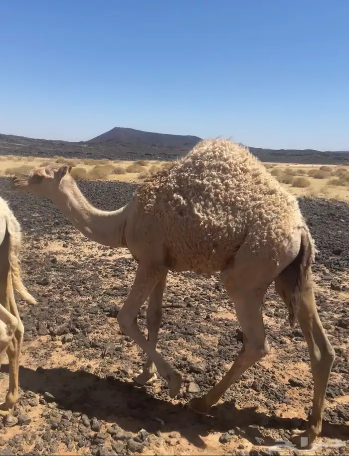 قعدان للبيع 2