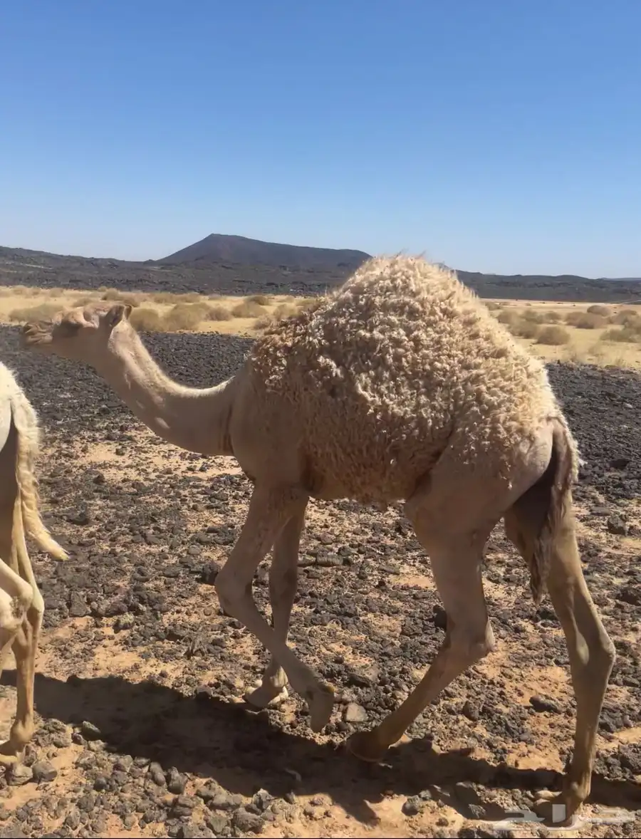 قعدان للبيع 2