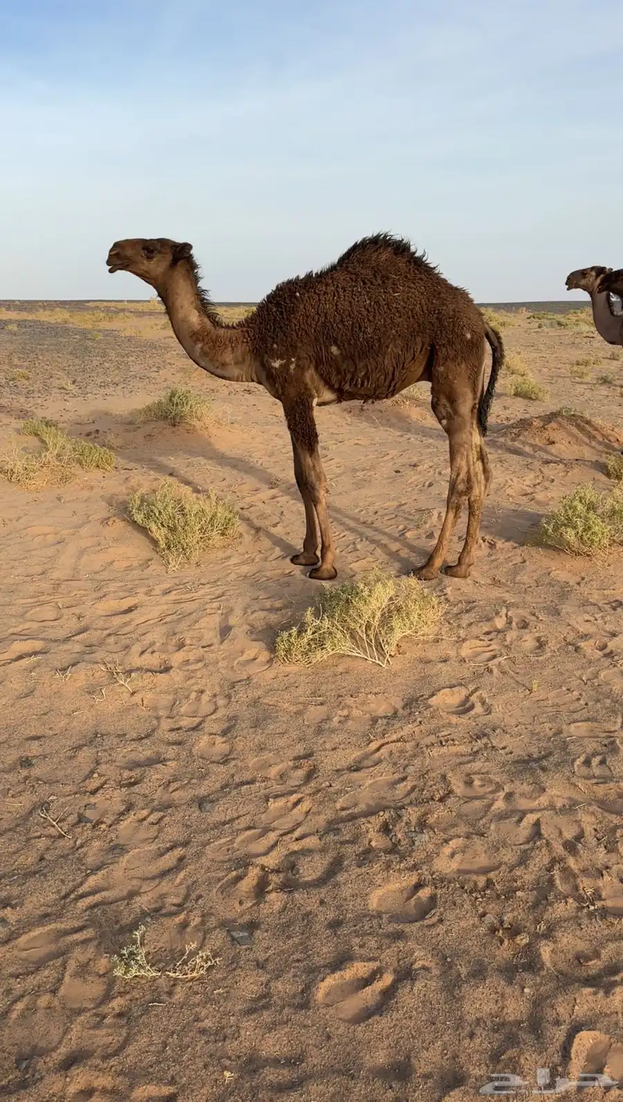 حشو بريات 1