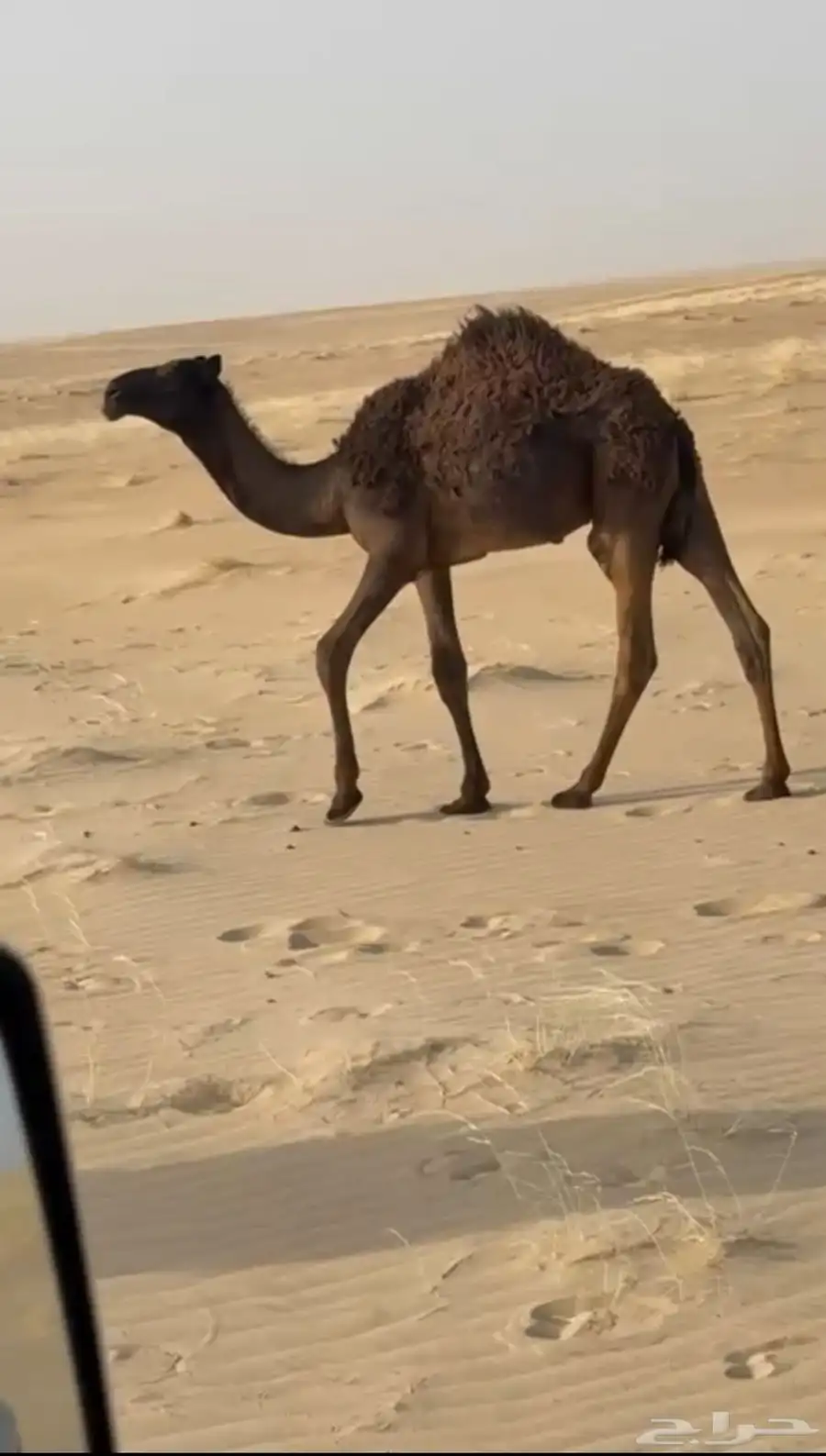 للبيع قعود 0