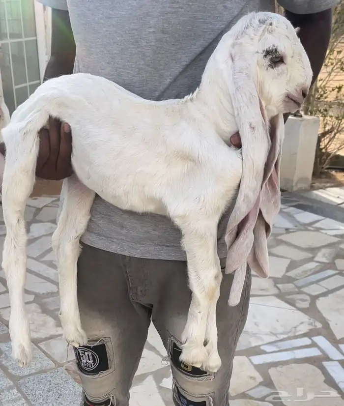عنز مطور بيضا فحل شامي مطور ابيض خصم 4