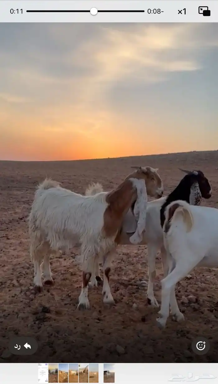 للبيع معزا مشاريك خصم اسنانها ثنيه ورباع العدد 7 وفيها موال 1