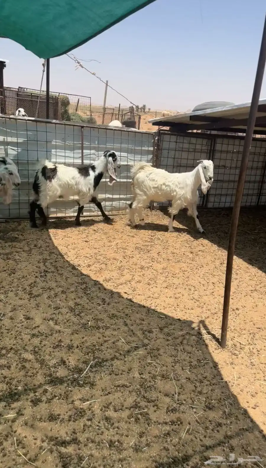 للبيع جفرات تائسيس مراح طيبب 0