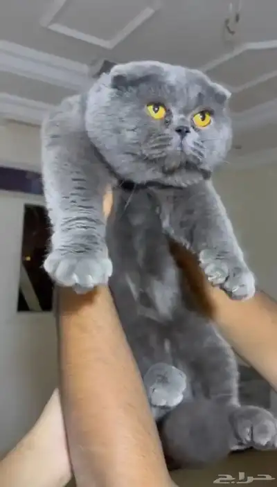 ذكور سكوتش فولد للتزاوج 0