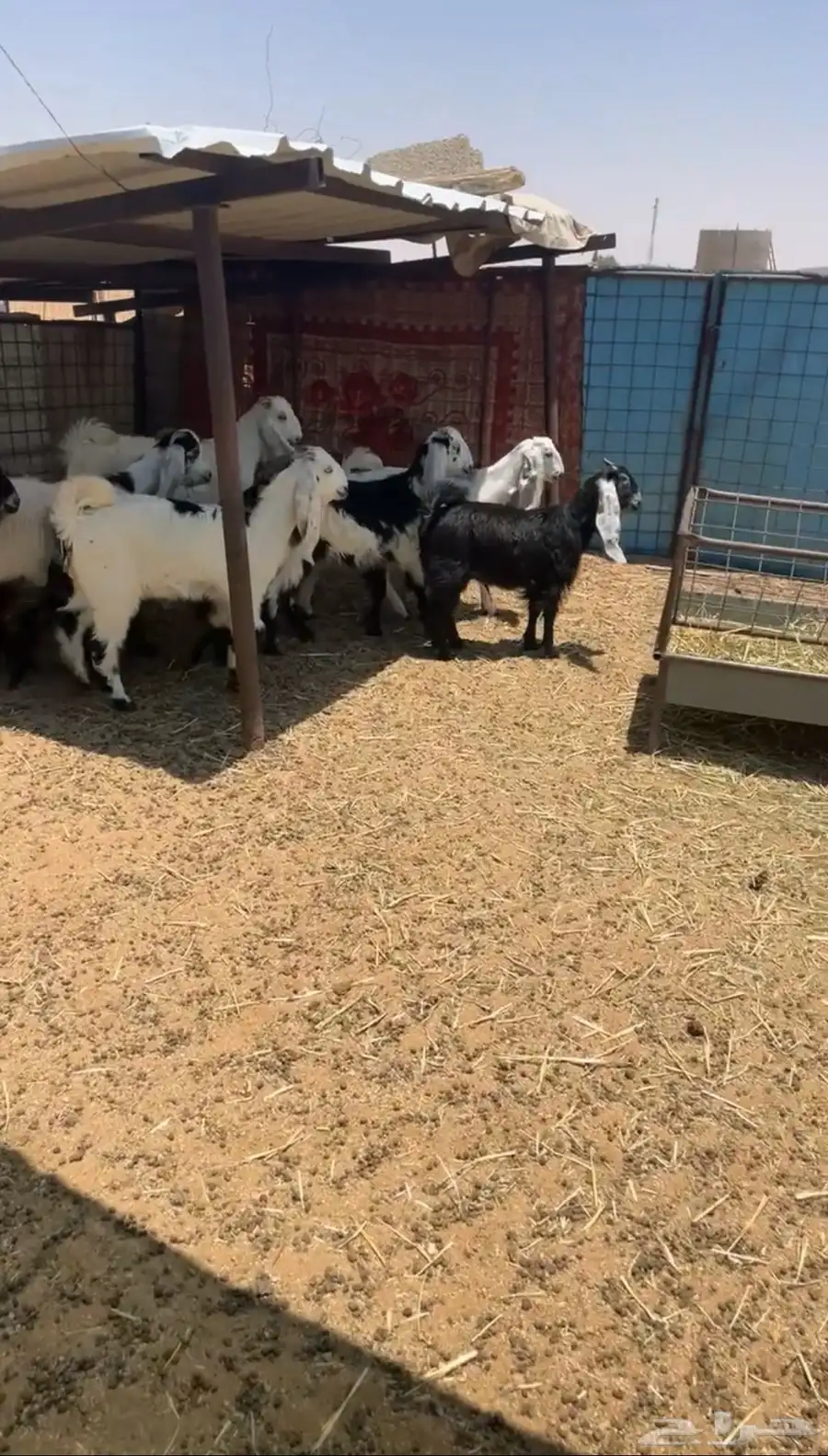 للبيع جفرات تائسيس مراح طيبب 2