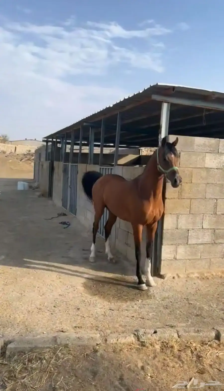 حصان شعبي 1