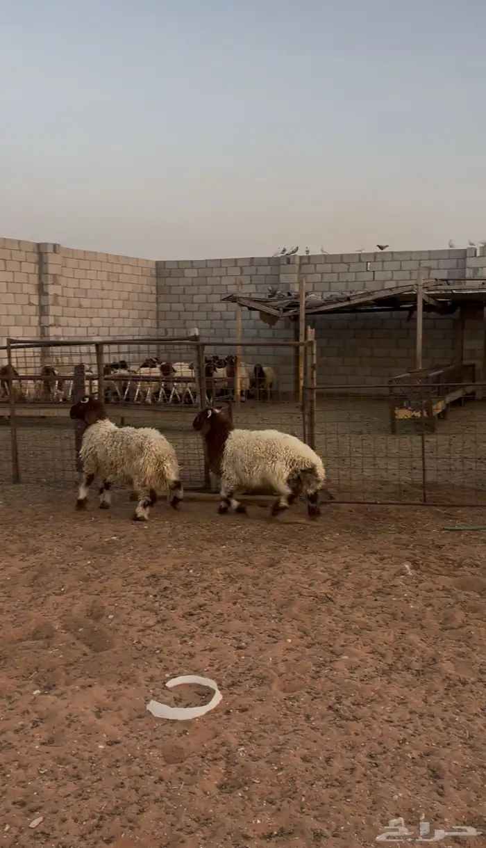 ذبايح خرفان نعيمي جبر وسط 1