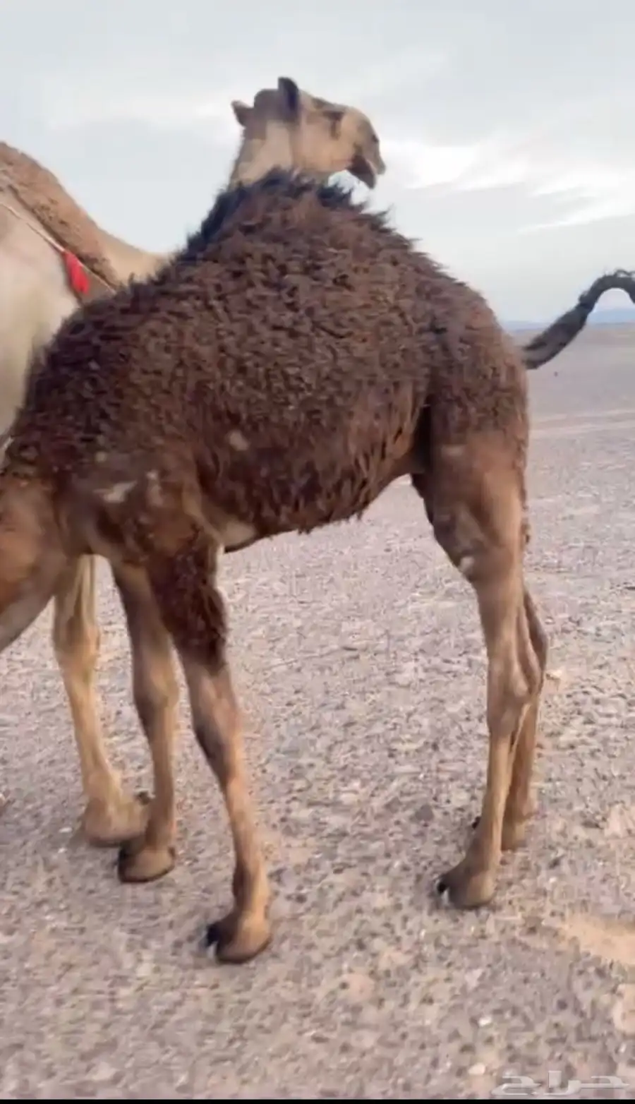 حشو بريات 5