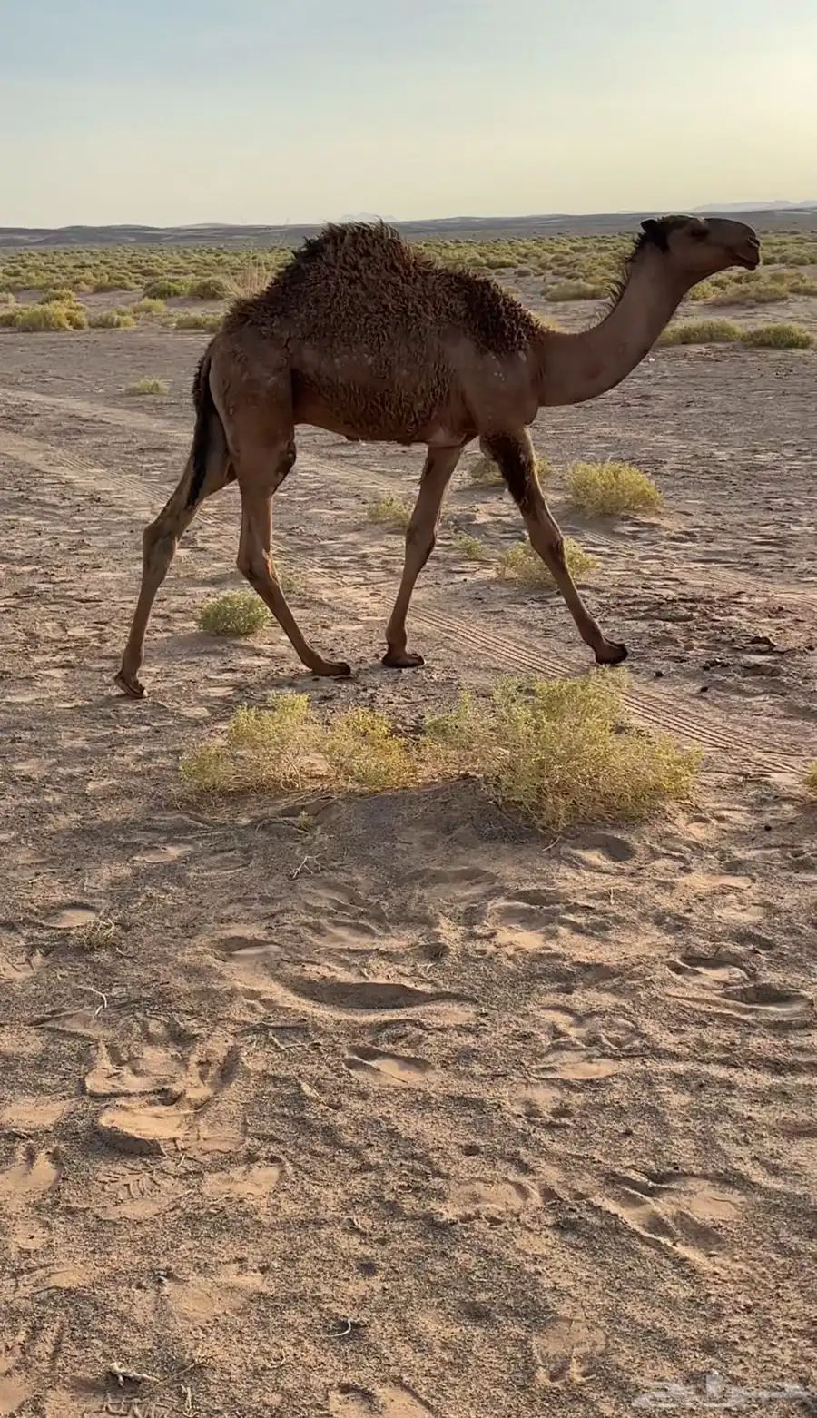 حشو بريات 2