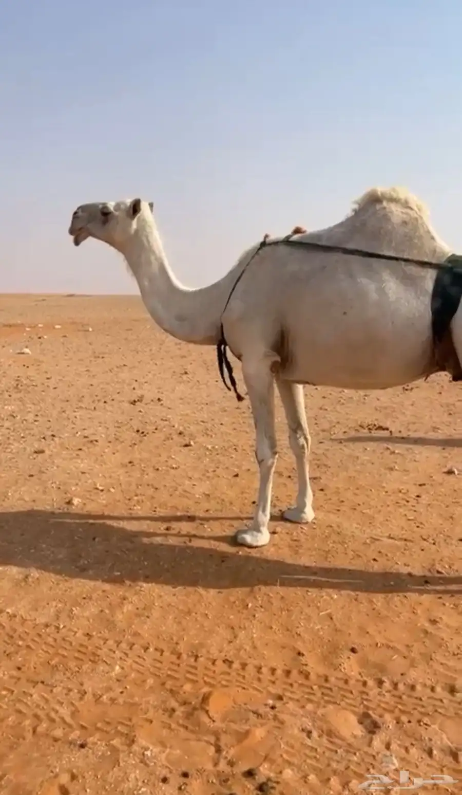 ضروبه سليمه من العذاريب الموقع شرق الخرج 2