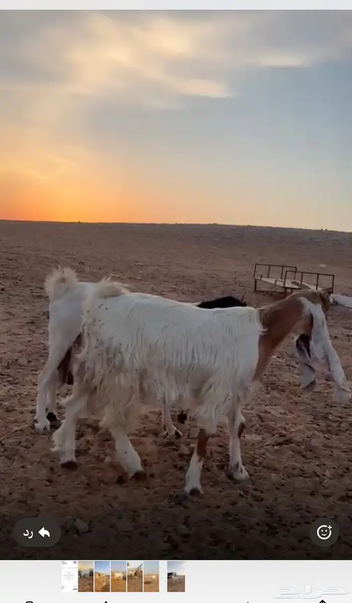 للبيع معزا مشاريك خصم اسنانها ثنيه ورباع العدد 7 وفيها موال 2