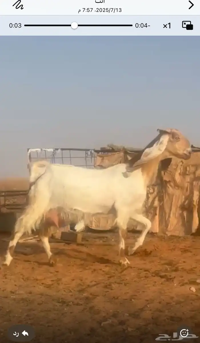للبيع معزا مشاريك خصم اسنانها ثنيه ورباع العدد 7 وفيها موال 8