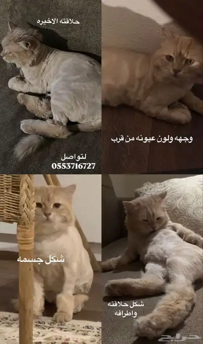 قط مفقود حائل 3