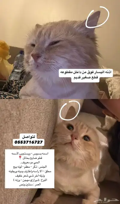 قط مفقود حائل 4