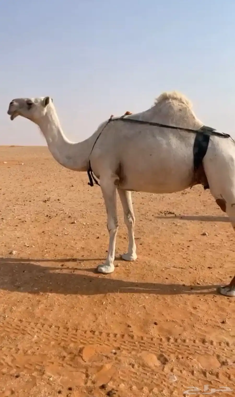 ضروبه سليمه من العذاريب الموقع شرق الخرج 1