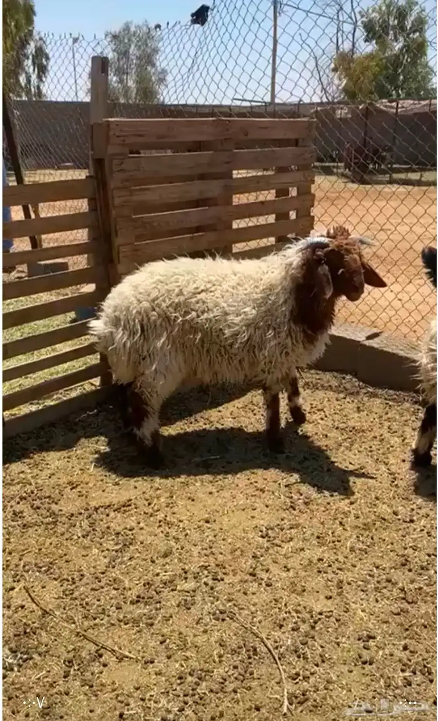 خروف جذع تميمه يتمم طلي نعيمي دعمي 0