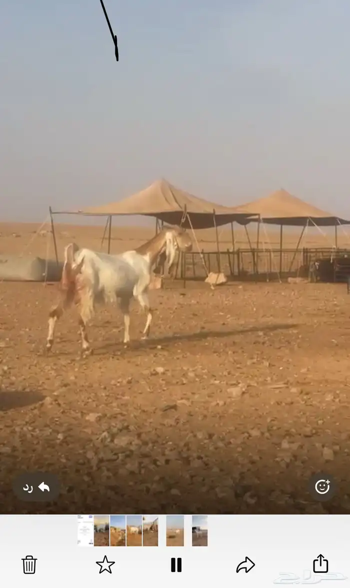 للبيع معزا مشاريك خصم اسنانها ثنيه ورباع العدد 7 وفيها موال 9