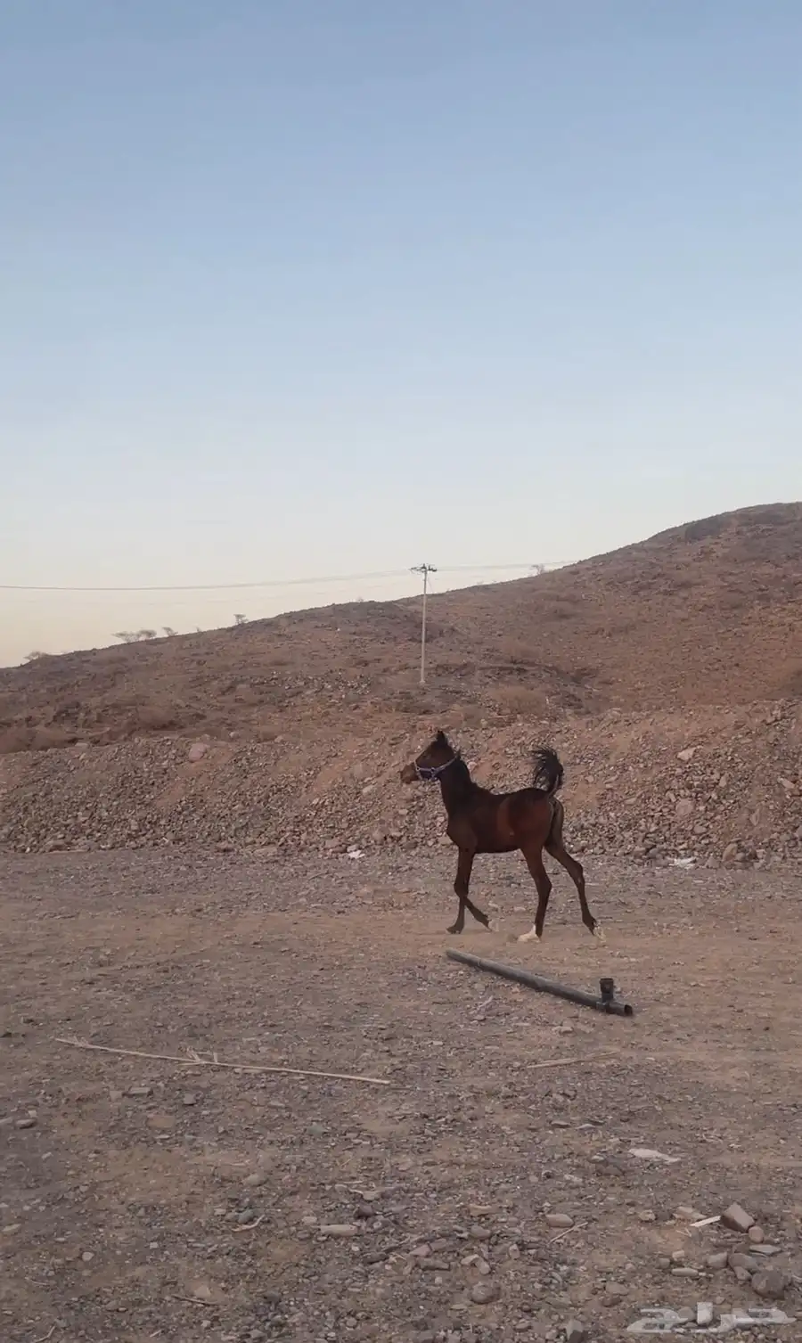 مهره شعبيه شيخه للبيع 1