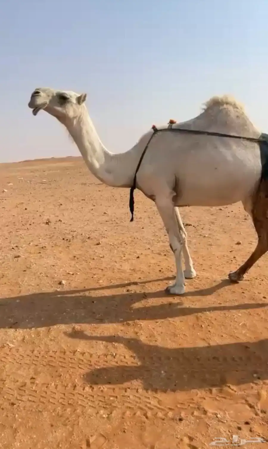 ضروبه سليمه من العذاريب الموقع شرق الخرج 0