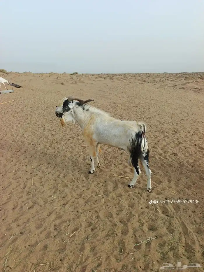 لا لبيع 2