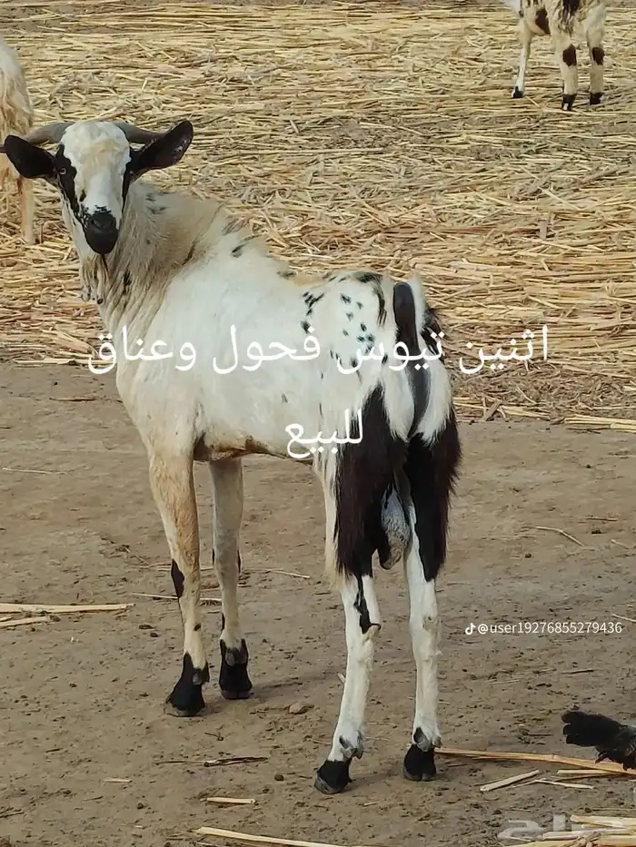 لا لبيع 0