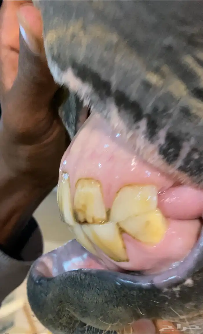 فرس شيخه للبيع 0