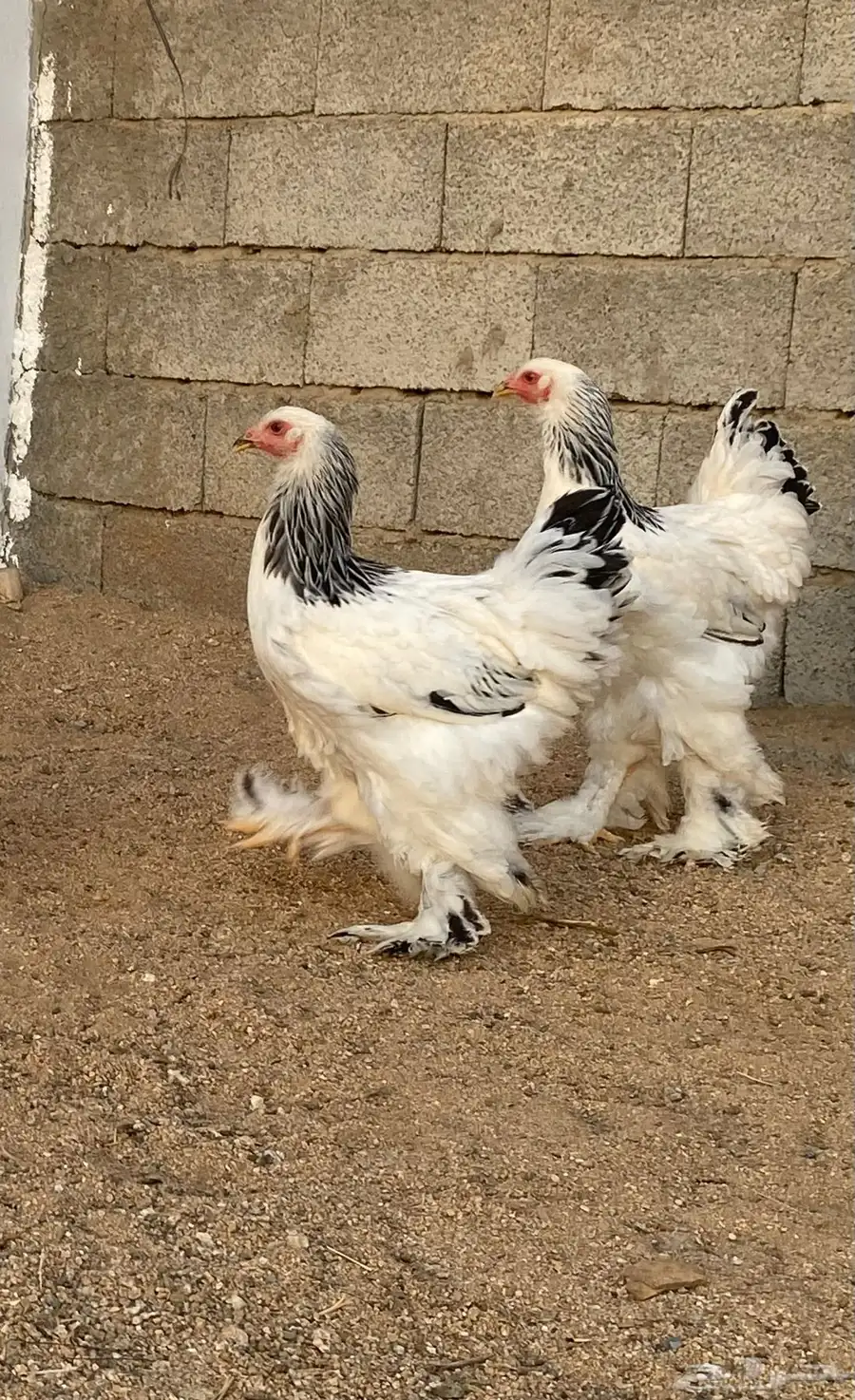 دجاج براهما كولمبي 5