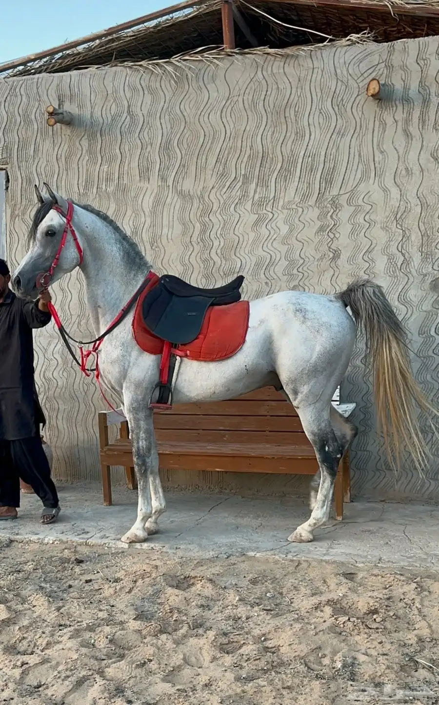 حصان واهو 1