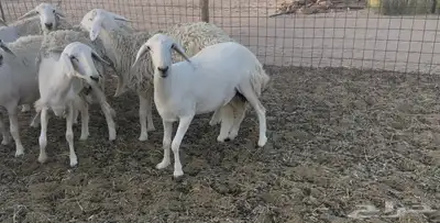غنم دفيع ومقاريب 2