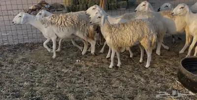 غنم دفيع ومقاريب 3